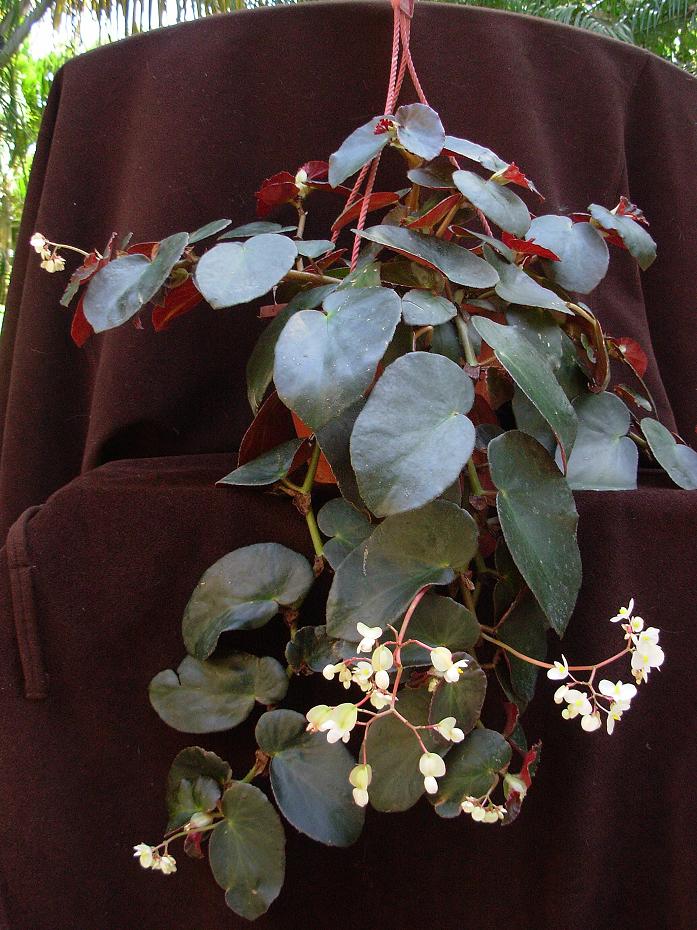 B. ‘Panasoffkee’
